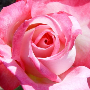 Szkółka róż - róża wielkokwiatowa - Hybrid Tea - biało - różowy - Rosa  Altesse 75 - róża z intensywnym zapachem - Marie-Louise (Louisette) Meilland - Kwiaty o średnio intensywnym zapachu i kształcie pucharu w otwartym stadium pokazują pylniki.